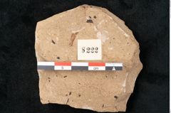 Foto (Detailansicht) von Callitris brongniartii Endl. (NHMW-GEO-2024-0188-8222)